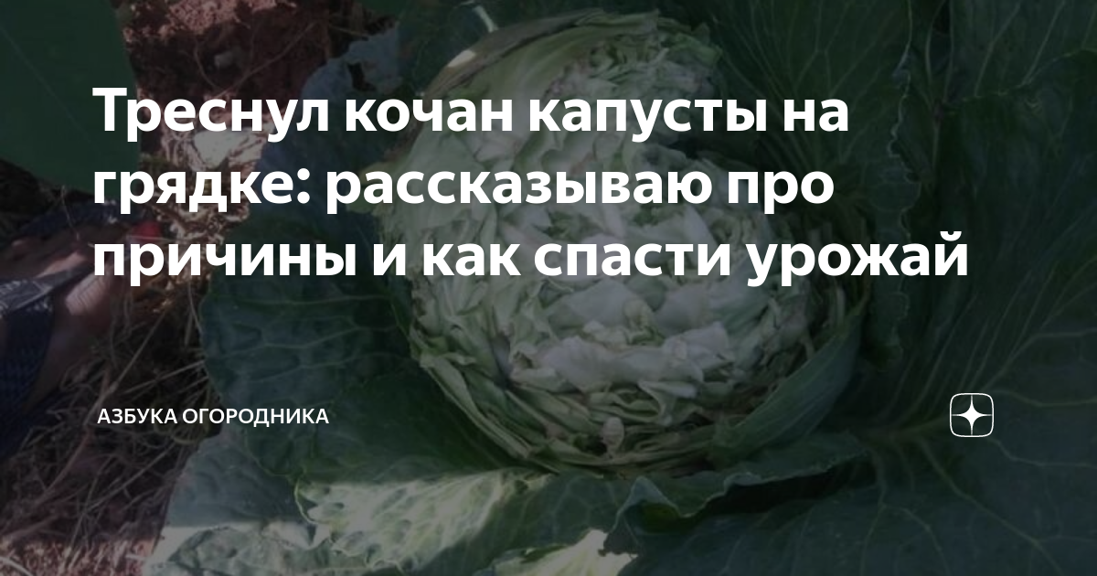 Как правильно пишется слово КОЧАН. Правописание слова КОЧАН