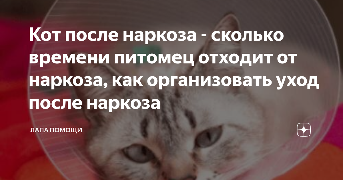 Через сколько коты отходят после наркоза