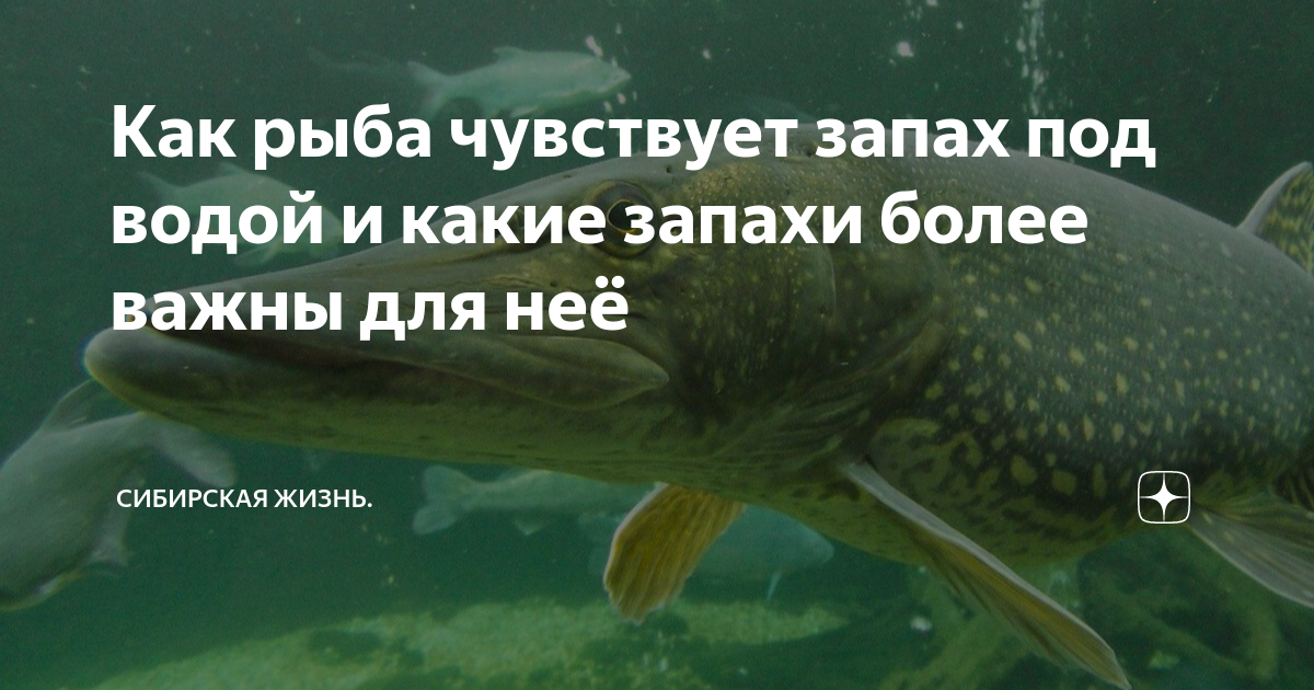 Fish Drive (Фиш Драйв) активатор клёва (14 фото): купить, цена, отзывы, обзор