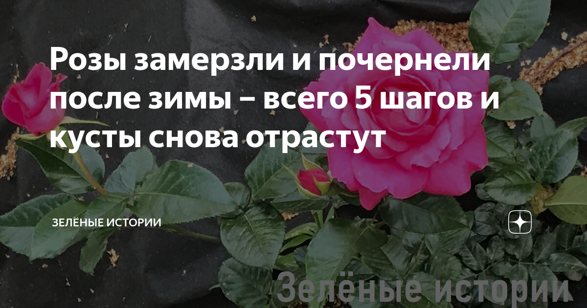 Что делать, если роза заболела? | Интернет-магазин садовых растений