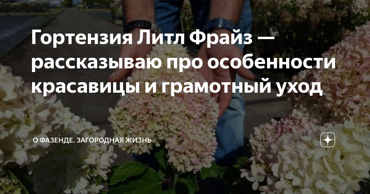 Гортензия Литл Фрайз — рассказываю про особенности красавицы и ...