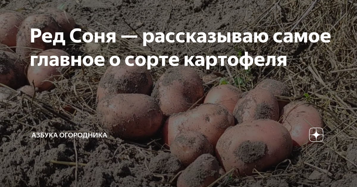 Картофель - купить в Бисерти, цена 12 руб., продано 11 сентября 2019 - Продукты 