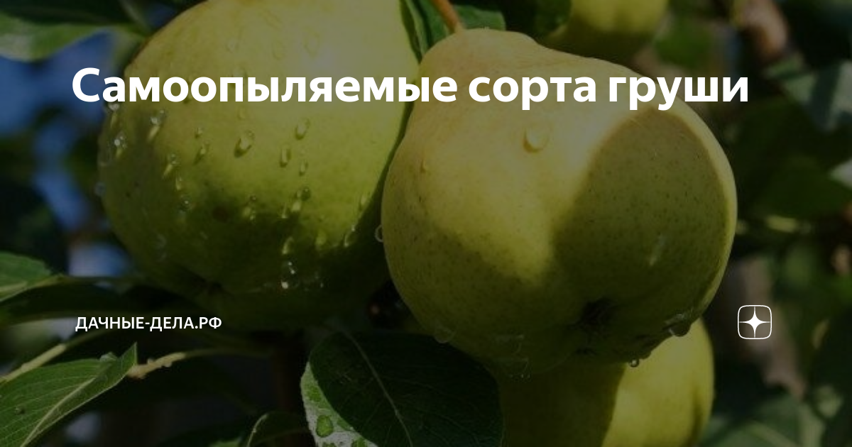 Купить груша колоновидная "г-322" Питомник плодовых растений ZelenSad - Zelensad