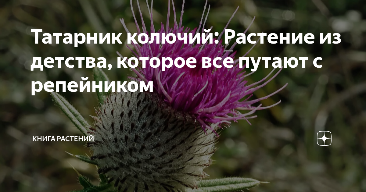 Татарник колючий: Растение из детства, которое все путают с репейником ...