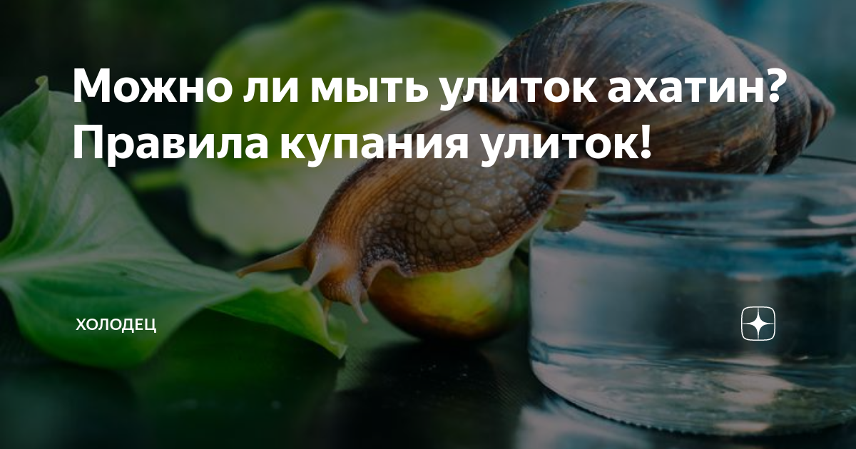 Улитка ахатина купается. Ахатины купаются. Можно мыть улиток. Можно мыть улиток. Можно мыть улиток.