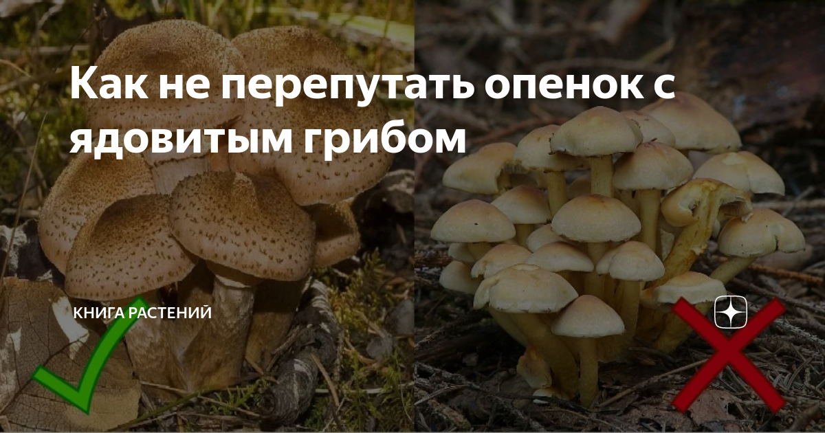 Как не перепутать опенок с ядовитым грибом | Книга растений | Дзен