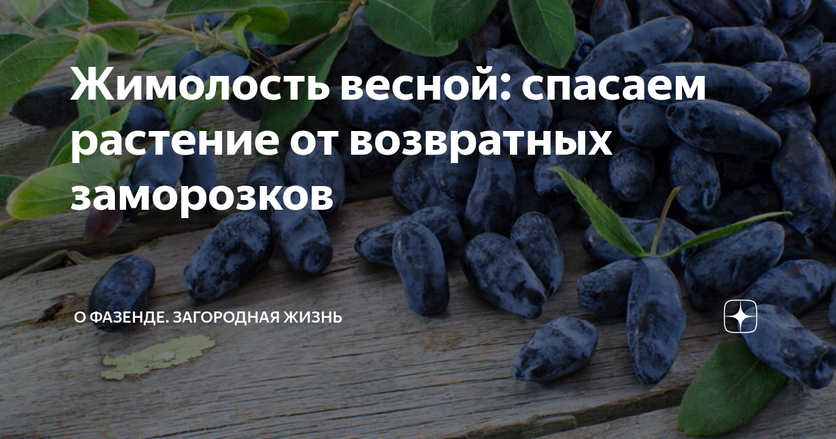 Жимолость после заморозков. Удобрение для жимолости весной. Жимолость весной. Удобрение для жимолости летом. Урожай жимолости.