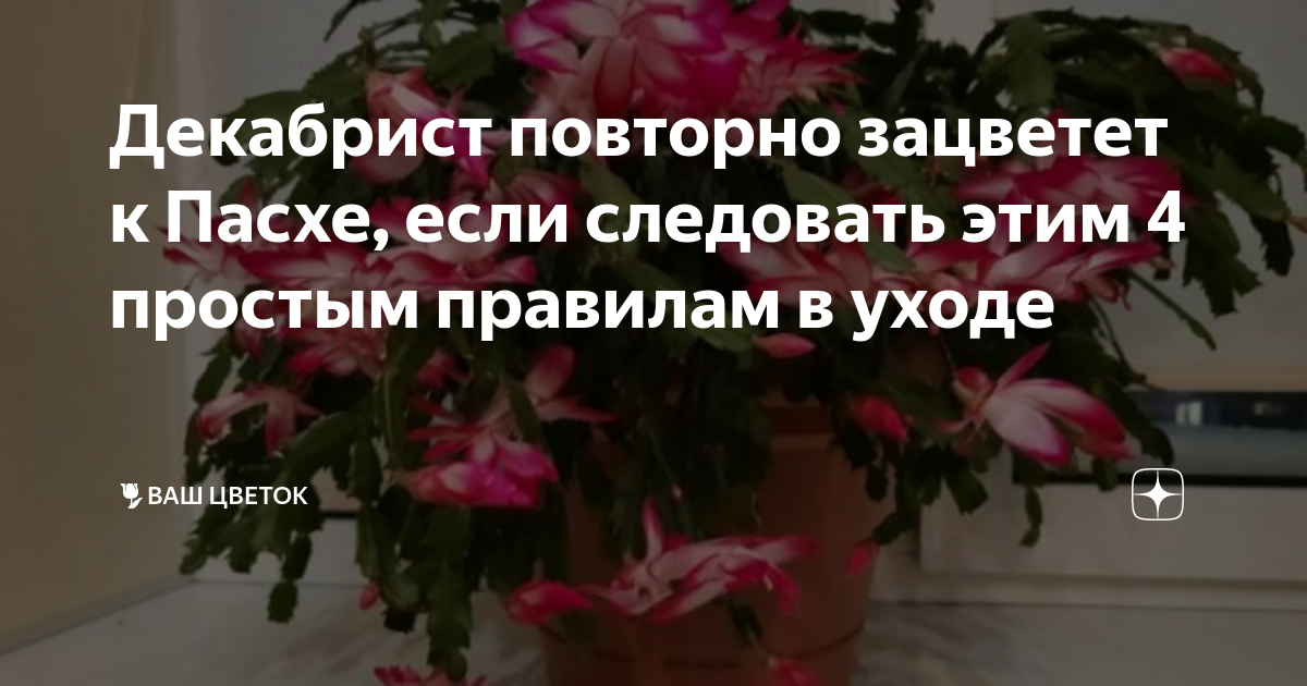 Удобрения для стрептокарпусов. Можно ли сажать декабристы разного цвета в один горшок.