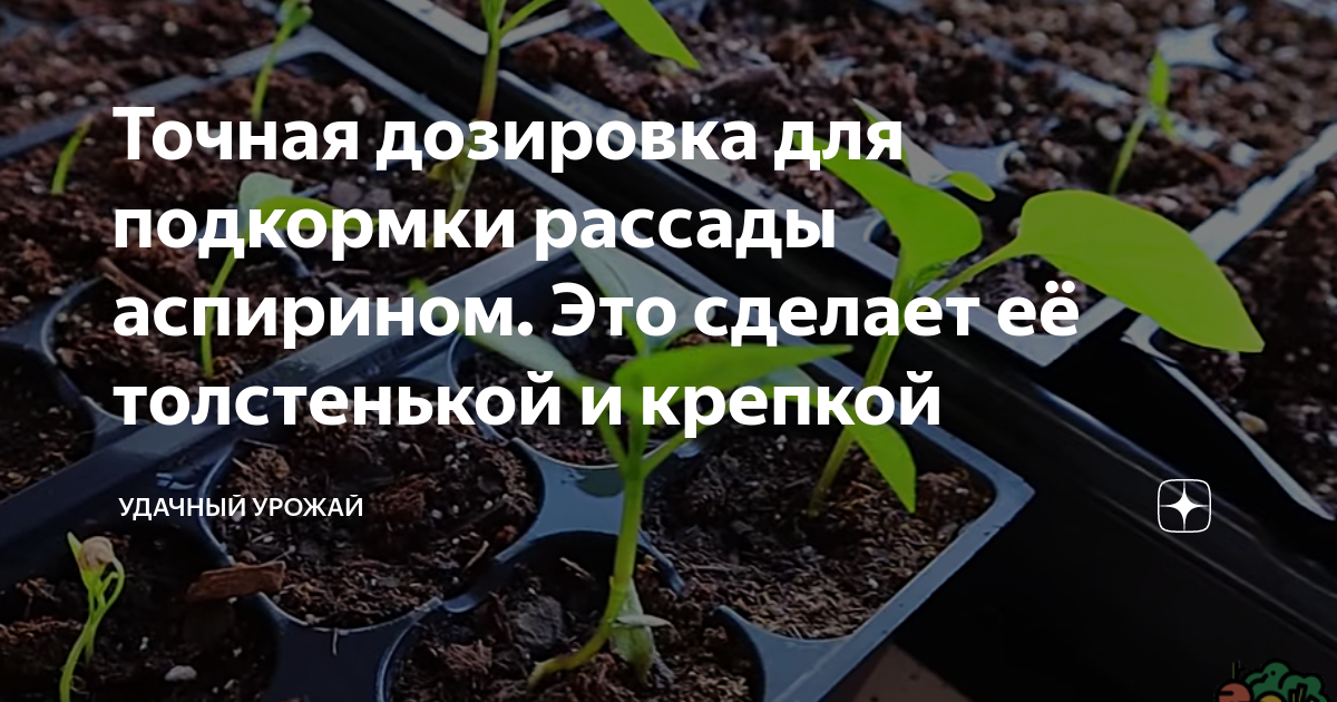 Аспирин рассада помидор. Аспирин для рассады. Аспирин для рассады перца.