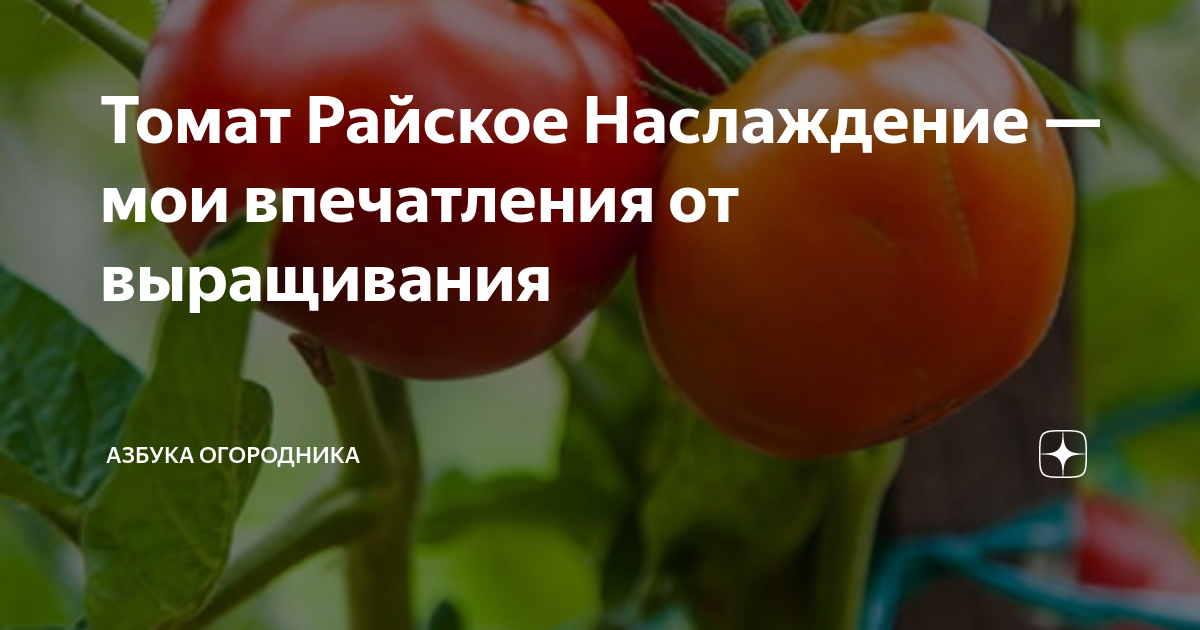 Сорт томатов райское наслаждение