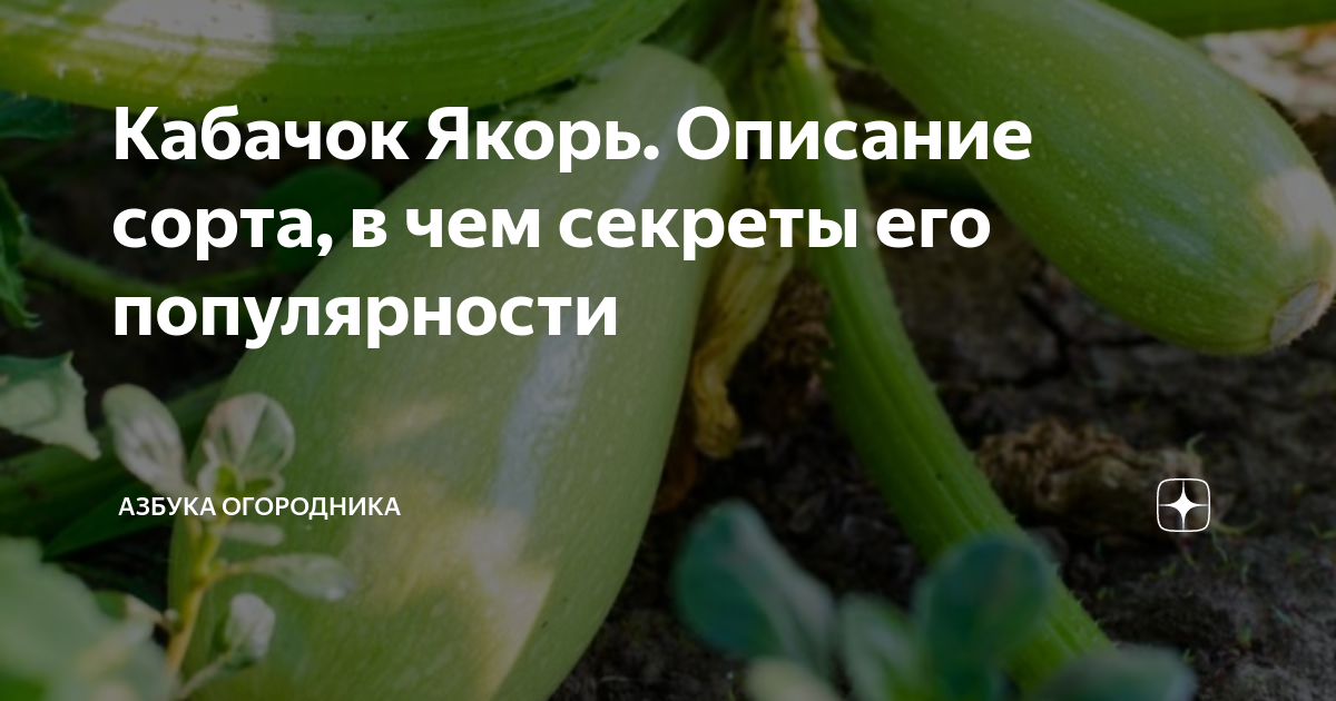 Кабачок Якорь. Описание сорта, в чем секреты его популярности | Азбука ...