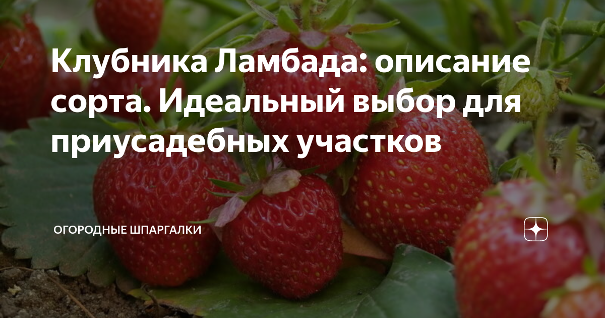 Клубника Ламбада: описание и характеристики сорта садовой земляники, правила выр