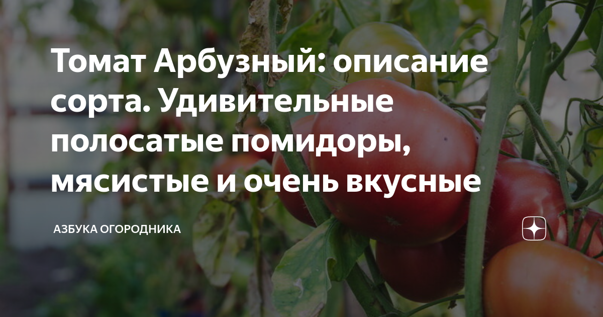 Томат арбузный отзывы. Помидоры арбузные. Помидоры с арбузной мякотью сорта. Томат розовый кит. Томат Арбузный стоит посадить.