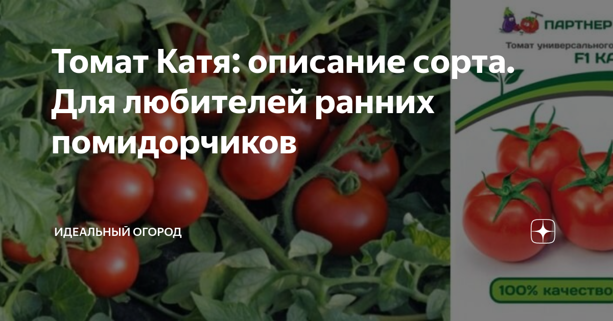Томаты Семена Алтая Катюша томат - купить по выгодным ценам в интернет-магазине 