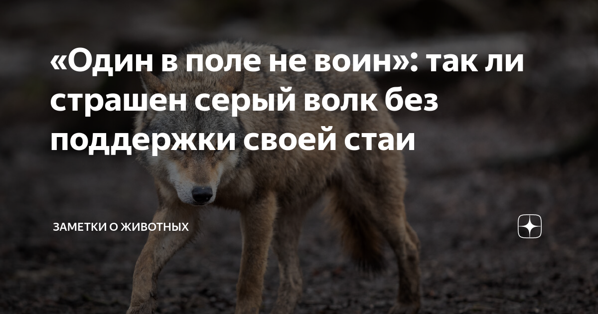 «Один в поле не воин»: так ли страшен серый волк без поддержки своей ...