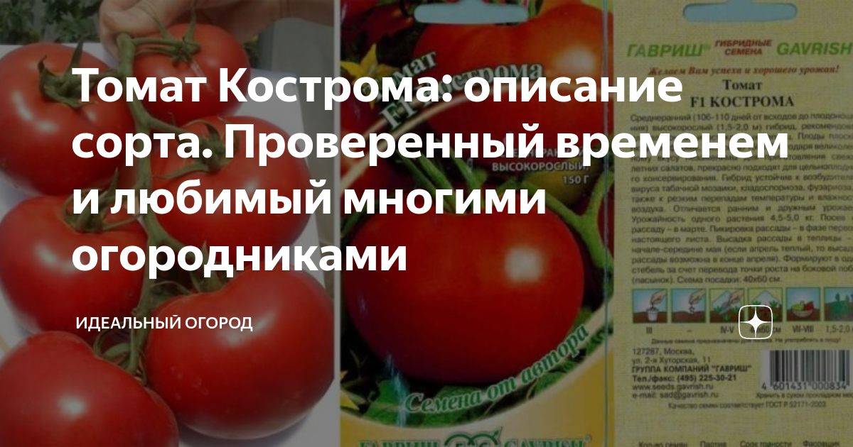 Помидоры кострома описание сорта фото отзывы садоводов Томат Кострома: описание сорта. Проверенный временем и любимый многими огородник