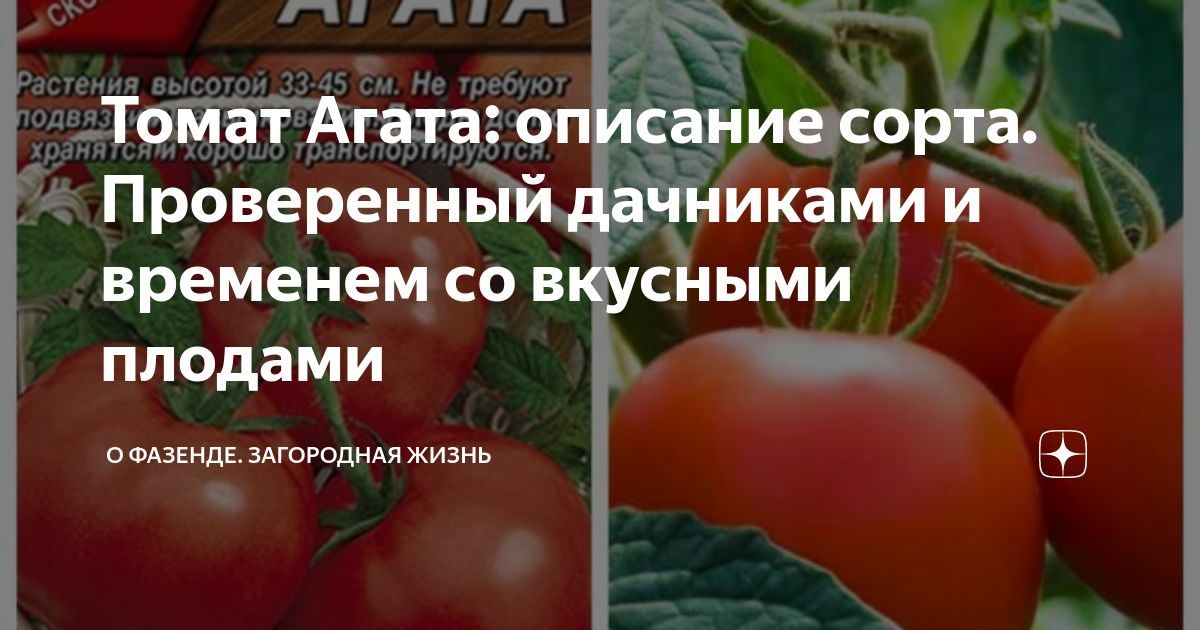 Помидоры агат описание сорта фото отзывы. Томат розовый агат.