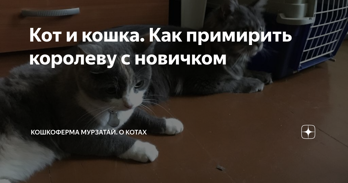 Как примирить кошку и кота. Как примирить кошку и кота. Как примирить кошку и кота. Кошкоферма. Как подружить кота и кошку в одной квартире между собой.