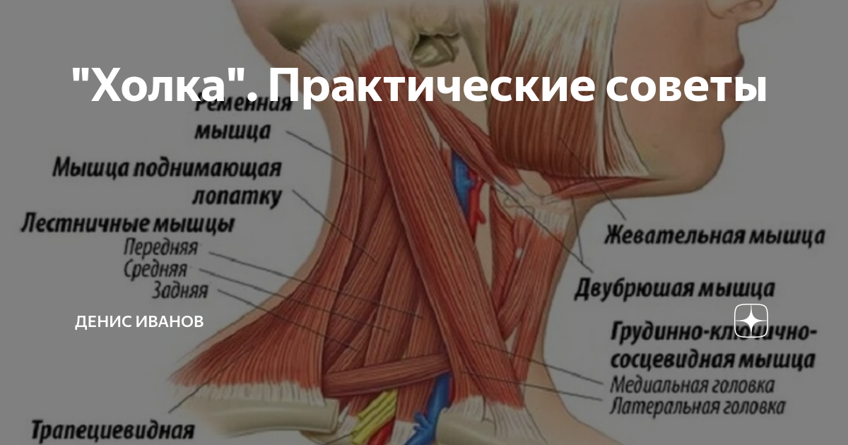 Где находятся лестничные мышцы