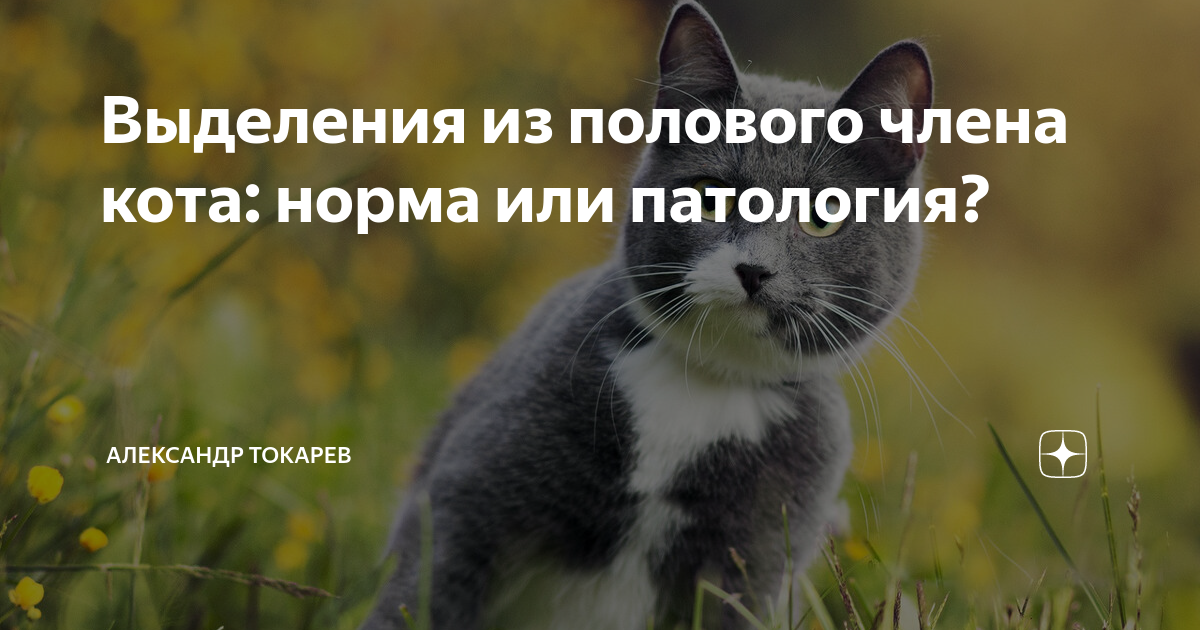 Выделения из полового члена кота: норма или патология? | Александр ...