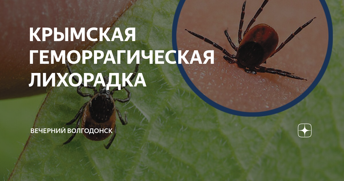 Конго крымская геморрагическая лихорадка что это такое. Осторожно Крымская геморрагическая лихорадка. Крымская геморрагическая лихорадка профилактика. Крымская геморрагическая лихорадка инкубационный период.