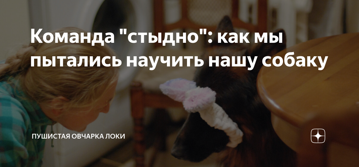 Команда "стыдно": как мы пытались научить нашу собаку | Пушистая ...