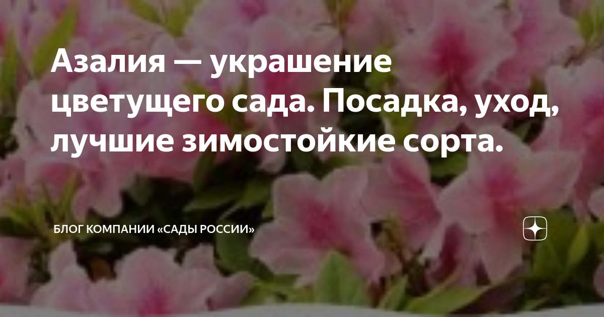 Азалия японская - правильная посадка и уход, залог пышного цветения