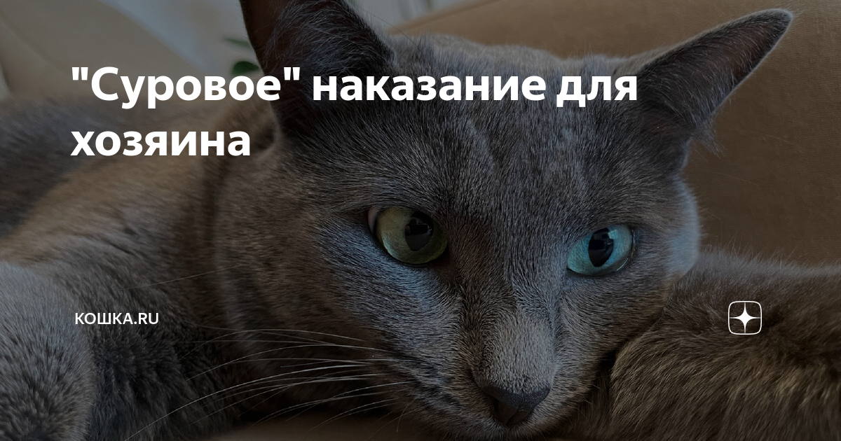 кошки моральный кодекс текст
