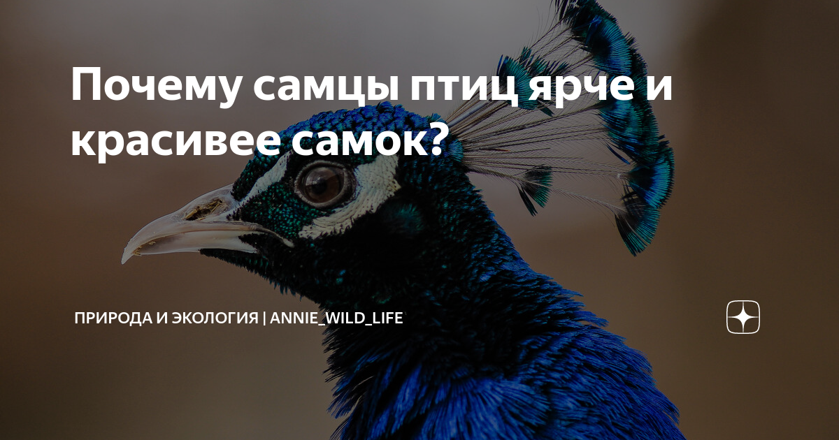 Почему самцы птиц ярче и красивее самок?