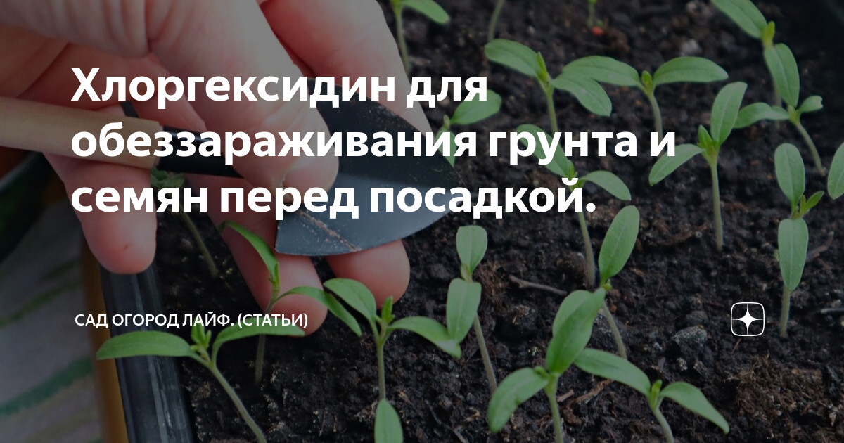 Когда сажать рассаду. Обеззараживание семян перед посевом на рассаду. Когда надо сажать рассаду.