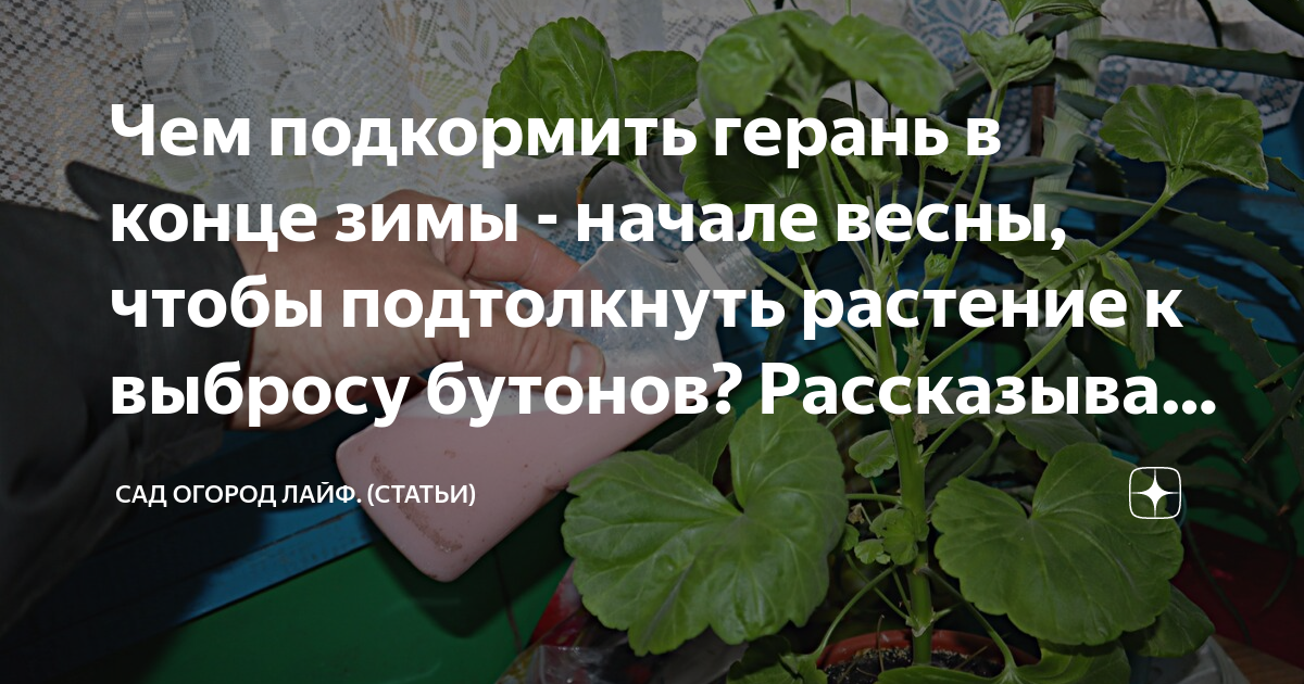 Чем подкормить пеларгонию весной. Чем подкормить герань. Подкормить комнатные цветы зимой. Гусеницы в бутонах пеларгонии.