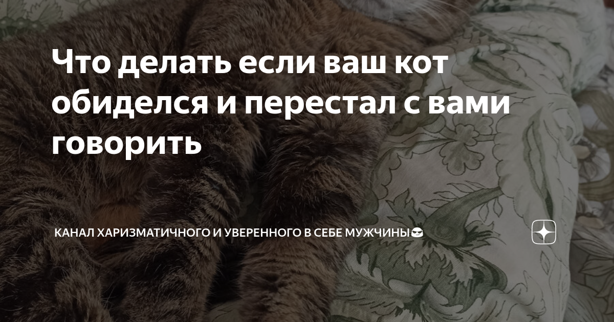 Кот обижает кота что делать. Кот обиделся. Мужчина обиделся и игнорирует. Что делать если кот обижает ребёнка.