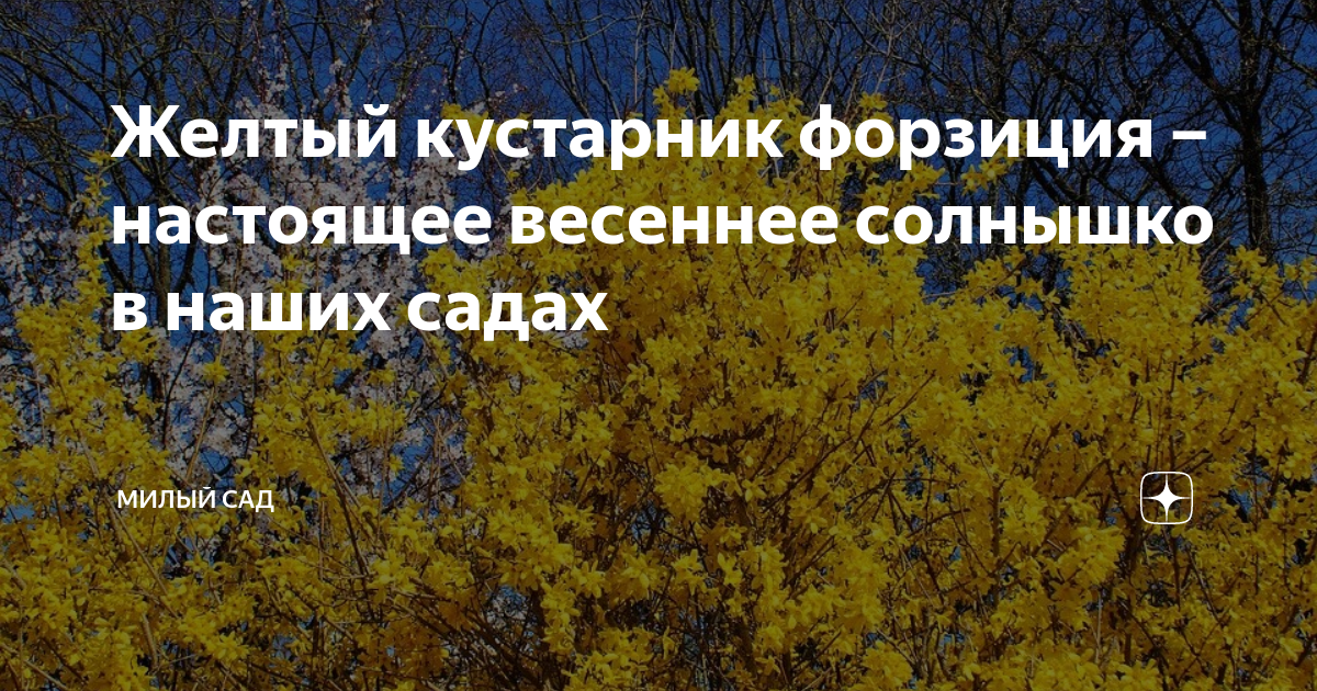 растения впр 5 класс. приведенном ниже списке характеристики объектов живой природы. ранней весной как вином молодым. у смородины ранней весной появляются молодые. растения впр.