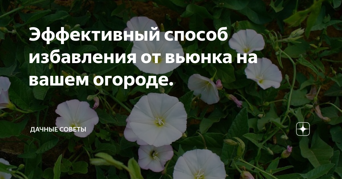 Как избавиться от вьюна в огороде навсегда. Как избавиться от вьюна в огороде. Как избавиться от вьюнка на огороде раз и навсегда. Отличие гречички от вьюнка. Как избавиться от вьюна на огороде быстро и навсегда.