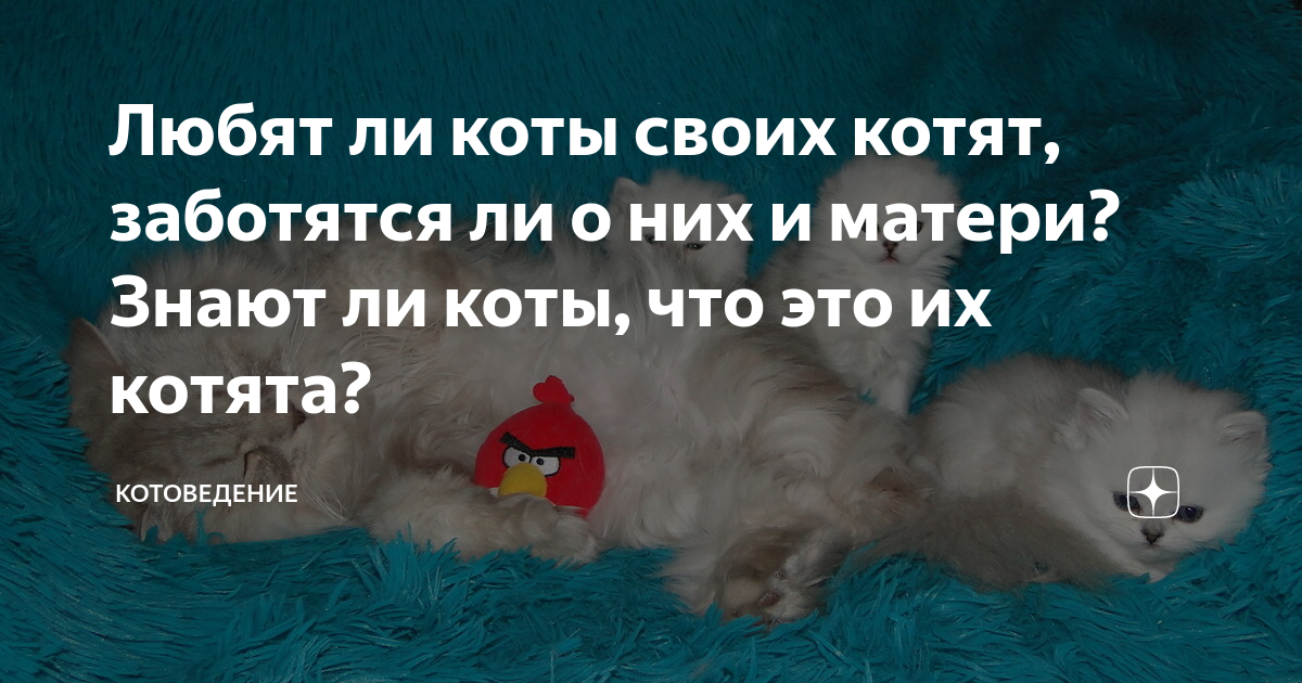 два кота. как понять что кот любит. кошка оливка. Catnip кошачья мята.