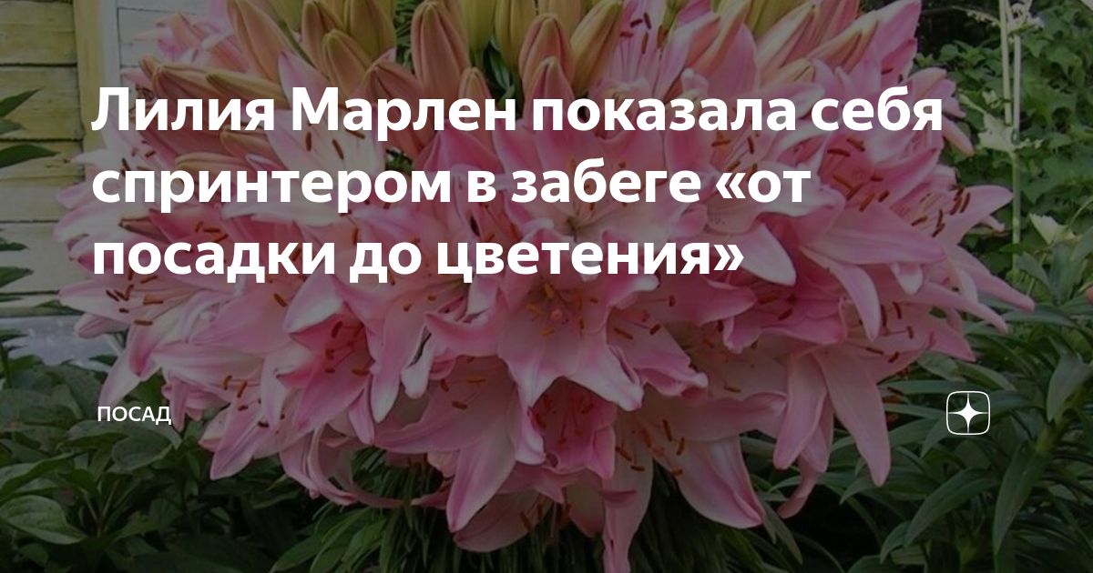 Лилия Марлен показала себя спринтером в забеге «от посадки до цветения ...