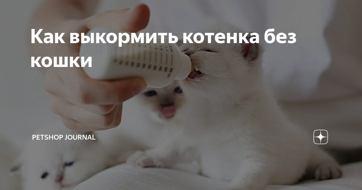 Чем кормить котенка: советы и рекомендации