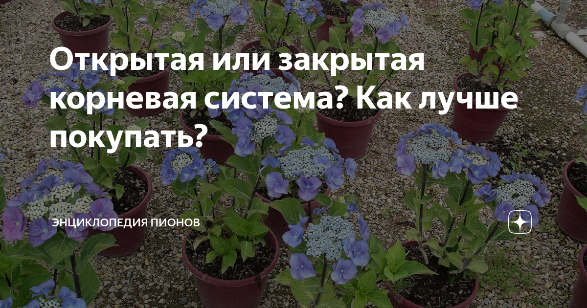 Открытая или закрытая корневая система? Как лучше покупать? | Энциклопедия  пионов | Дзен