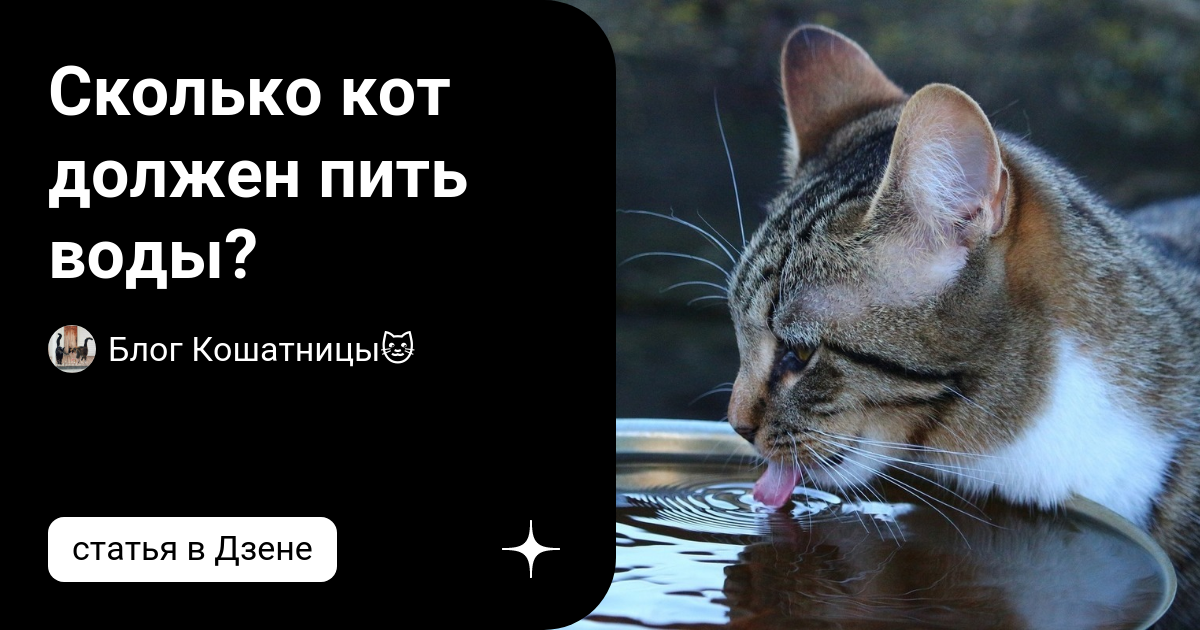 Сколько коты должны пить воды
