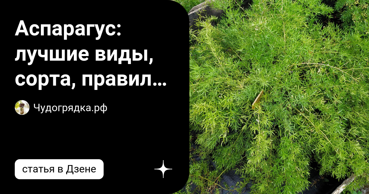 Аспарагус: лучшие виды, сорта, правила посадки и ухода