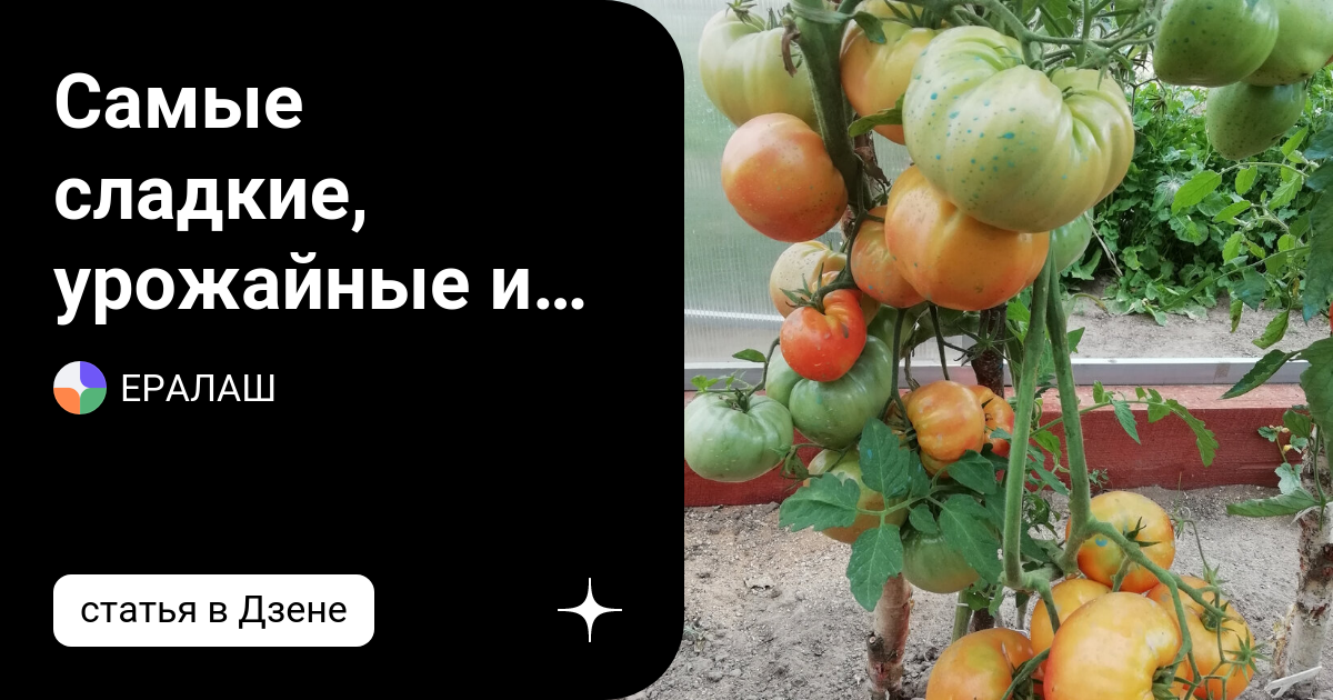 Самые сладкие, урожайные и вкусные томаты -биколоры сезона 2022 ...
