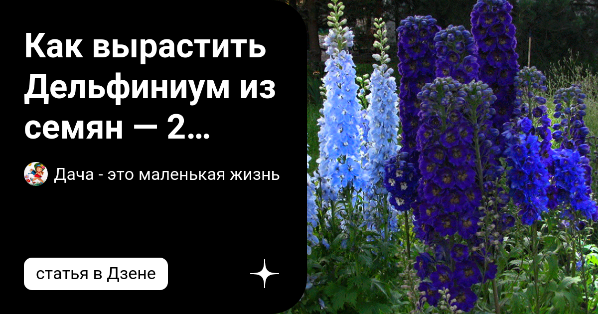 Как сажать дельфиниум семенами на рассаду. Как сажать дельфиниум семенами. Дельфиниум выращивание из семян когда сажать на рассаду. Как посадить дельфиниум семенами на рассаду. Вырастить дельфиниум из семян в домашних условиях.