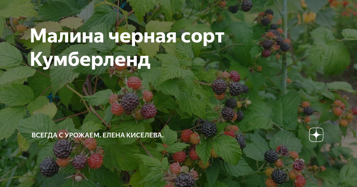 Черноплодная малина Кумберленд (фото) - как сажать и как ухаживать, мои отзывы С