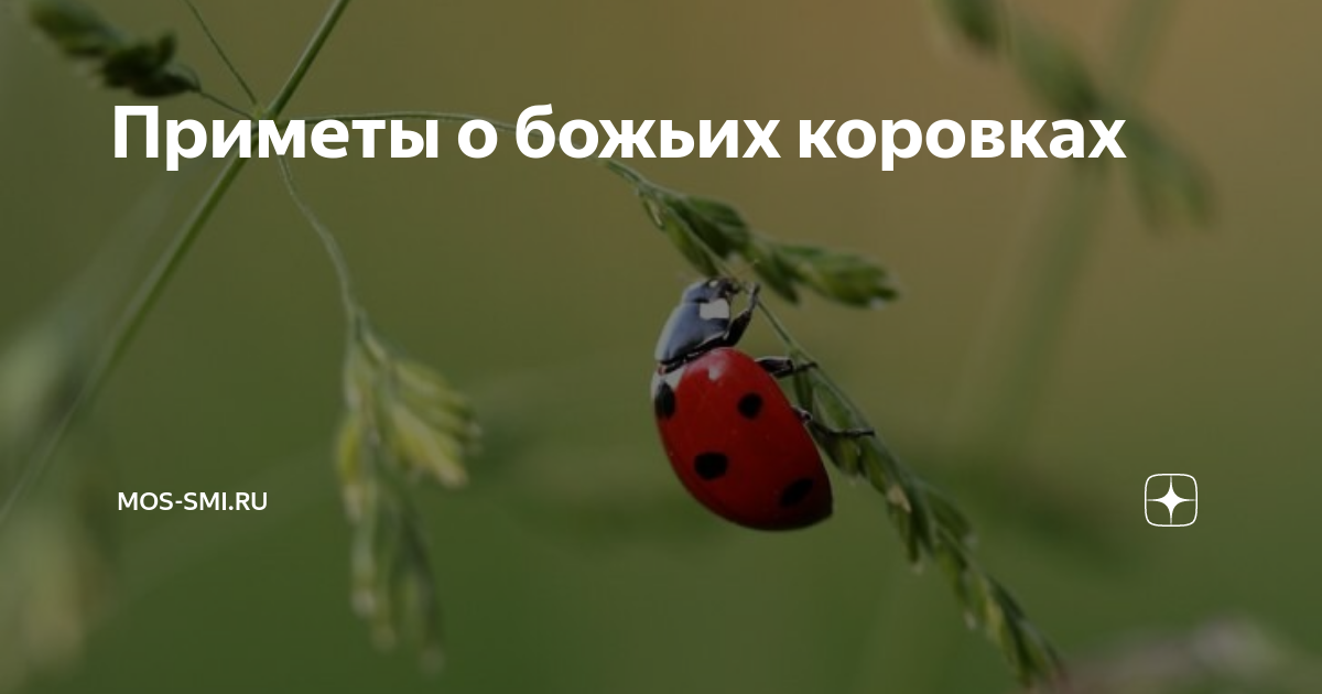 Божья коровка как символ удачи
