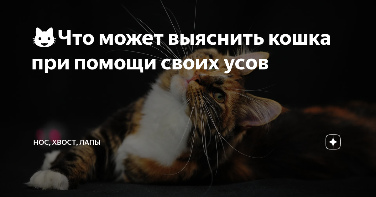 найти ус кота примета