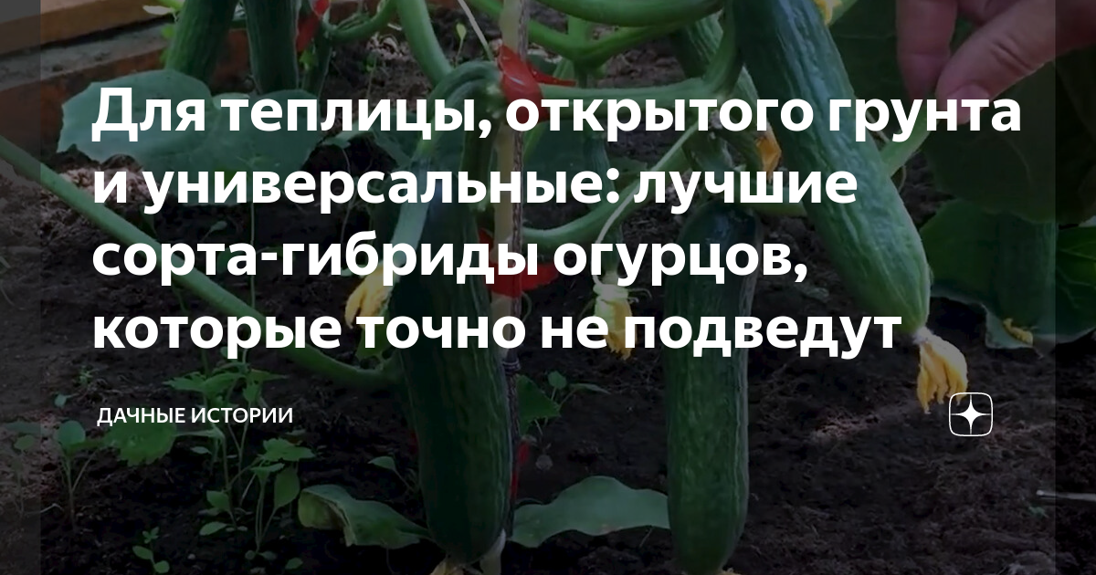 Для теплицы, открытого грунта и универсальные: лучшие сорта-гибриды ...