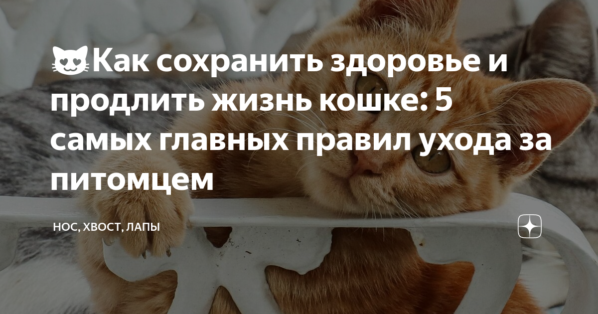 😻Как сохранить здоровье и продлить жизнь кошке: 5 самых главных правил ...