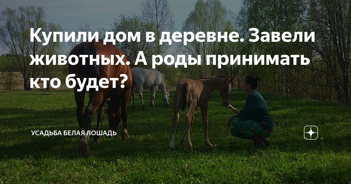 Купили дом в деревне. Завели животных. А роды принимать кто будет ...