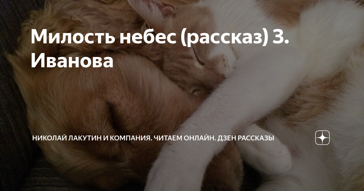 Путя не будет рассказ на дзен 10. Может ли собака быть переносчиком коронавируса. Может ли собака заразиться от человека коронавирусом. Зема прокотикофф. Прокотикофф дзен