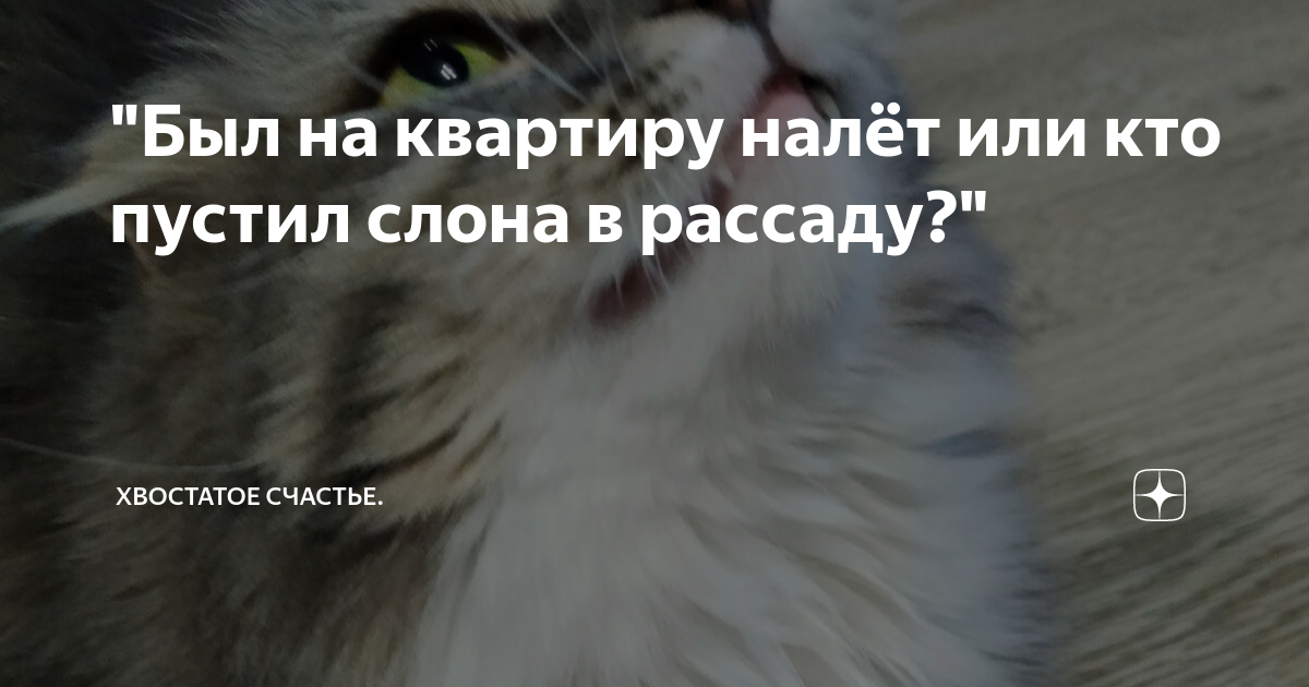 Про бусю и баню дзен хвостатое счастье. Хвостатое счастье дзен. Кот лучик хвостатое счастье. Хвостатое счастье дзен баня и Буся.